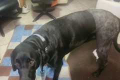Shadow ready for Veterarian