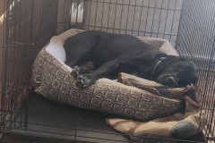 Shadow in his crate