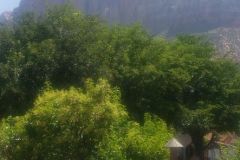 GORGEOUS FORESTS