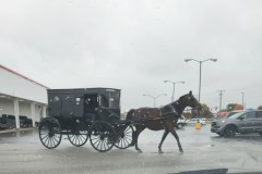 HORSE & BUGGY EVERYWHERE