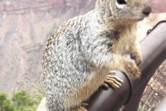 SQUIRREL VISITING US