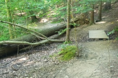 PATH WITH FALLEN TREE