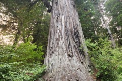 The Big Tree