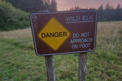 We saw a couple of Elk