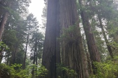 HUGE trees