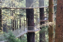Suspension bridges over the redwoods