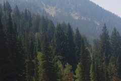 FROM CANYON