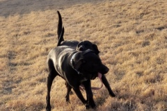 TWO DOGS HAVING FUN