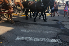 HORSE & BUGGIES EVERYWHERE