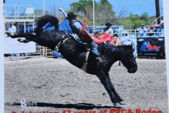 Bucking Bronco