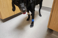 Visiting Shale at Animal Hospital