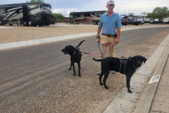 Bills morning walk with dogs