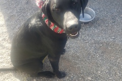 SHADOW AND HIS CHRISTMAS COLLAR